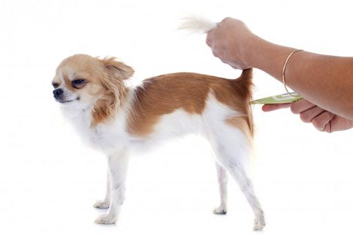 Πως να βάζετε θερμόμετρο στο σκυλί σας